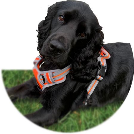 Picture for category Dog Harnesses